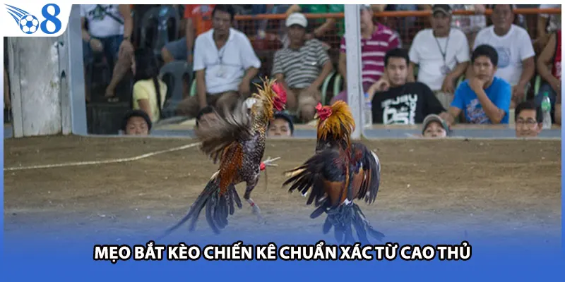 Mẹo bắt kèo chiến kê chuẩn xác từ cao thủ