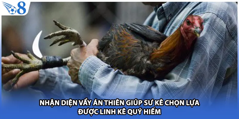 Nhận diện vẩy án thiên giúp sư kê chọn lựa được linh kê quý hiếm